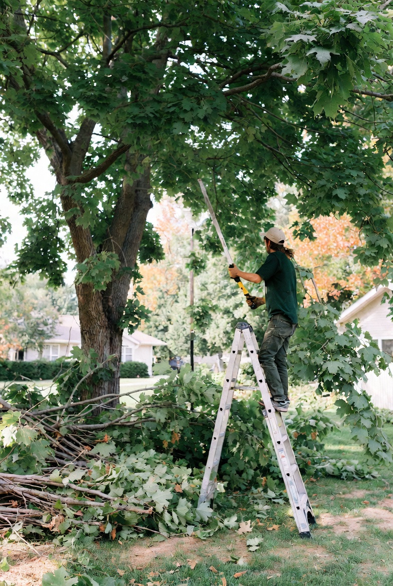 Tree Trimming